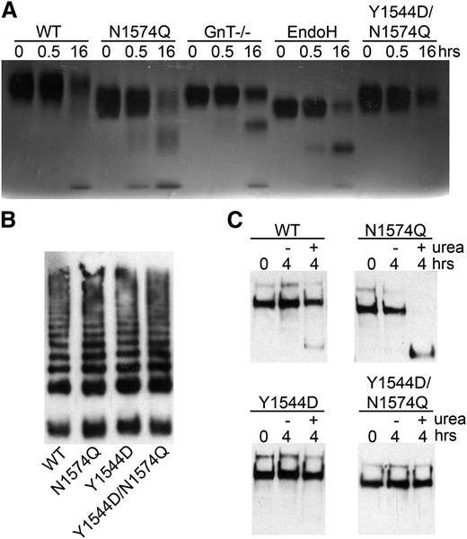 Figure 6. Proteolysis of glycan variants of the VWF A2 domain and FLVWF. (A) The VWF A2 variants (2 µM) WT, N1574Q, GnT−/−, EndoH, and Y1544D/N1574Q and ADAMTS13 (20 nM) were separately preincubated with 20 mM Tris (pH7.9), 150 mM NaCl, 5 mM CaCl2 and 2 M urea for at 37°C 45 minutes. Samples were combined and incubated at 37°C for proteolysis to occur, and reactions were stopped after 0.5 and 16 hours by the addition of EDTA. Proteolysis was assessed by SDS-PAGE on a 4% to 12% Bis-Tris gel followed by silver stain. (B) FLVWF containing mutation(s) to the stabilizing glycan (N1574Q) or hydrophobic substitution (Y1544D) or combination of (Y1544D/N1574Q) were expressed in HEK 293 cells. Multimer formation was analyzed on a 2% agarose gel and VWF bands detected on a western blot with a polyclonal anti-VWF antibody to determine multimer structure. (C) Proteolysis of FLVWF and its variants by ADAMTS13. FLVWF and its variants (1 µg/mL) and ADAMTS13 (20 nM) were separately preincubated with 20 mM Tris (pH 7.9), 150 mM NaCl, 5 mM CaCl2 ± 2 M urea for at 37°C 45 minutes. Samples were combined and incubated at 37°C for proteolysis to occur, and reactions were stopped after 4 hours by the addition of EDTA. VWF cleavage products were resolved after the addition of reducing reagent. The samples were run on a 3% to 8% Tris-acetate gel and VWF and cleaved VWF bands detected by western blot using a cocktail of anti-VWF polyclonal and monoclonal antibody that detects the C-terminal cleavage product.