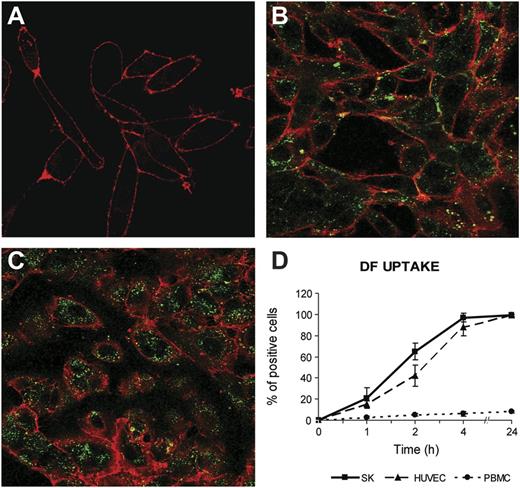 Figure 3. Specificity of DF labeling and DF interaction with ECs. (A) Confocal microscopy images show no green staining when SK cells (red staining with wheat germ agglutinin for membranes) were incubated only with Alexa 488 compared with (B) the incubation of SK cells with DF labeled with Alexa 488. (C) Exposure of HUVEC to DF (4 μg/mL) for 4 hours also resulted in the internalization of the drug. (D) Flow cytometry results show that SK and HUVEC follow the same DF interaction kinetics. PBMCs do not interact with DF. Confocal images were taken using a Leica TCS SP5 microscope and a 63× oil immersion objective. Image analysis was performed using Fiji software (National Institutes of Health).