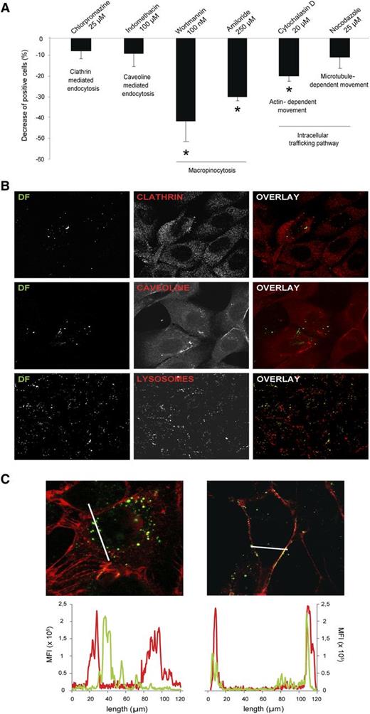 Figure 4. DF is internalized by ECs through macropinocytic mechanisms. (A) Bar diagram shows the decrease in the uptake of DF by SK cells in the presence of endocytosis and vesicle-trafficking inhibitors. Data obtained from flow cytometry experiments are expressed as mean ± standard error of the mean, n = 6, being *P < .05 vs 100% of positive cells for DF in the absence of the inhibitors. (B) Confocal microscopy images correspond to the negative results of colocalization assays between DF (green, labeled with Alexa 488) and clathrin, caveoline, and lysosomes (first, second, and third lines, respectively). SK cells were incubated with DF for 15 minutes to evaluate colocalization with clathrin and caveoline, and for 6 hours to evaluate DF–lysosomal interaction. (C) Images to the left and right correspond to SK cells incubated with DF (green) in the absence or presence of Wortmannin (W), respectively (red staining with wheat germ agglutinin for membranes). Graphs above represent mean fluorescence intensity and follow the same distribution. DF staining inside the cells can be visualized in the absence of W (left image, left graphic). DF staining is attached to the membrane in the presence of W (right image, right graphic). Confocal images were taken using a Leica TCS SP5 microscope and a 63× oil immersion objective. Image analysis was performed using Fiji software (National Institutes of Health).