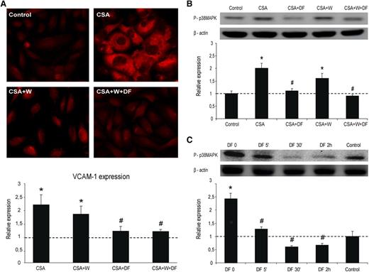 Figure 5. Inflammation of ECs is prevented by DF interaction with the cell membrane. (A) Micrographs show VCAM-1 expression on SK exposed to CSA (200 ng/mL, 24 h), without and with DF in the media and in the absence and presence of Wortmannin (W), as indicated. Bar diagrams represent levels of VCAM-1 expression on SK. (B) Activation of p38 MAPK in SK cells by CSA, without and with DF and in the absence and presence of W. Immunoblot image shows phosphorylated p38 MAPK, and the bar diagram represents the relative quantification (vs control). (C) Activation of p38 MAPK by CSA in SK cells previously incubated with DF for different time points. The immunoblot image shows phosphorylated p38 MAPK and the bar diagram represents the relative quantification (vs control). The dotted line represents the mean expression in control cells. All data correspond to relative expression, n = 4, being *P < .05 vs control and #P < .05 vs CSA.