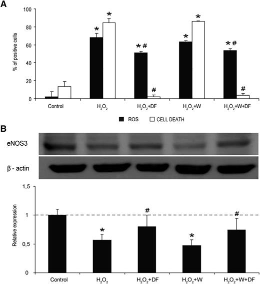 Figure 6. The antioxidant effect of DF on ECs is caused by its interaction with the cell membrane. (A) Flow cytometry experiments reveal that DF has an antioxidant effect in front of an oxidative stimuli (H2O2), even in the presence of Wortmannin (W). Black bars correspond to intracellular ROS in SK cells induced by incubation with 1 μM H2O2, expressed as percentage of positive cells. White bars correspond to percentage of dead cells after exposing SK to a high concentration of H2O2 (50 μM). (B) The immunoblot image shows changes in the presence of the protein eNOS3 in SK exposed to 1 μM H2O2, without and with DF in the media and in the absence and presence of Wortmannin (W), as indicated. The bar diagram represents relative presence of eNOS3 vs control. Data corresponds to n = 4, being *P < .05 vs control and #P < .05 vs H2O2.