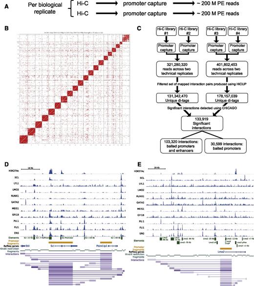 Figure 1. Genome-wide Promoter Capture Hi-C data reiterate previously known promoter-distal element interactions. (A) Brief schematic of CHi-C experimental pipeline. (B) Contact map generated in Seqmonk using the 2 biological replicates of Hi-C data. (C) Schematic of the CHi-C processing pipeline. Significant interactions as identified by the CHiCAGO pipeline24 were loaded into the WashU browser as a custom track (interactions) along with the bigwig tracks of the previously published HPC-7 ChIP-Seq data.17,18 Only interactions where both interacting fragments are within the genomic window are shown. For visualization purposes, the promoters used as “bait” in the CHi-C protocol are also shown (promoter fragments), the individual restriction enzyme fragments (HindIII restriction fragments) and a track showing RefSeq genes. All tracks shown are in mouse genome build mm9. (D) Scl locus; shown for verification are the previously identified regulatory elements of the Scl locus. (E) Lmo2 locus; shown for verification are the previously identified regulatory elements of the Lmo2 locus. PE, paired end.