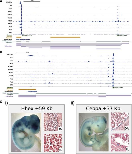 Figure 2. A combination of colocalization of TF binding and genome-wide interaction data identifies previously unknown hematopoietic enhancer elements. Significant interactions as identified by the CHiCAGO pipeline were loaded into the WashU browser as a custom track (interactions) along with the bigwig tracks of the previously published HPC-7 ChIP-Seq data.17,18 Only interactions where both interacting fragments are within the genomic window are shown. For visualization purposes, the promoters used as “bait” in the CHi-C protocol are also shown (promoter fragments), the individual restriction enzyme fragments (HindIII restriction fragments) and a track showing RefSeq genes. All tracks shown are in mouse genome build mm9. (A) Hhex locus; shown for verification are the previously identified regulatory elements and the newly identified Hhex +59 kb enhancer. (B) Cebpα locus; shown for verification is the Cebpα +37 kb enhancer. (C) Transgenic analysis of E11.5 X-Gal (5-bromo-4-chloro-3-indolyl-β-d-galactopyranoside)-stained whole-mount embryos and paraffin sections of dorsal aorta (DA) and fetal liver (FL). (i) Hhex +59 kb. (ii) Cebpα +37 kb.