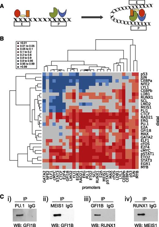Figure 6. Previously unknown TF combinations are at play in promoter-distal looping interactions. (A) Schematic of promoter-distal looping interaction. TF complex(es) can be seen to be bound to both the promoter (P) and enhancer (E) elements; upon transcriptional activation, these regulatory elements are brought within close proximity allowing the interaction of these TF complexes. (B) Heatmap showing hierarchical clustering of the TFs bound at promoter and distal elements. To control for numbers of binding peaks per experiment, the data were normalized to the average of 32 iterations of a randomized selection of total ChIP-Seq peaks, weighted according to the number of peaks per TF. (C) Co-immunoprecipitation data (Co-IP) showing protein-protein interactions between PU.1/GFI1B, MEIS1/GFI1B, GFI1B/RUNX1, and RUNX1/MEIS1. Expression constructs were transfected into 293T cells and putative protein interactions assayed by Co-IP/western blot (WB) analysis. (i) Following transfection of GFI1B and SPI1/PU.1, lysates were immunoprecipitated (IP) with an anti-PU.1 antibody and immune complexes were then analyzed to detect the presence of GFI1B. (ii) After transfection of GFI1B and flag-tagged MEIS1, lysates were immunoprecipitated with an anti-FLAG antibody (MEIS1), followed by western blot using anti-GFI1B antibody. (iii) MYC-tagged RUNX1 and GFI1B were transfected, and the lysates were immunoprecipitated with an anti-GFI1B antibody, followed by western blot using anti-RUNX1 antibody. (iv) MYC-tagged RUNX1 and MEIS1 were transfected, and the lysates were immunoprecipitated with anti-MYC antibody (RUNX1) and immune complexes were analyzed by western blots using an anti-MEIS1 antibody. IgG, immunoglobulin G.