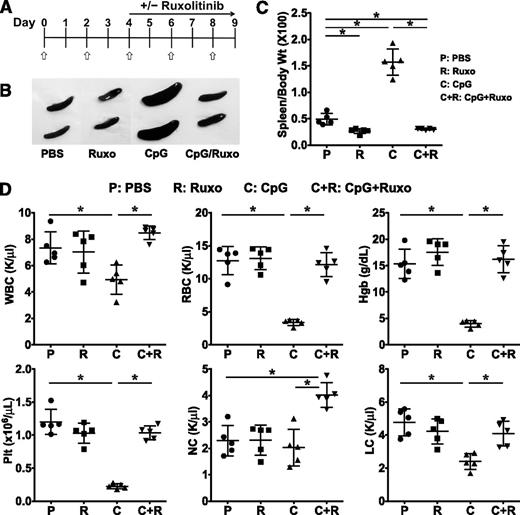 Figure 1. Treatment with ruxolitinib lessens CpG-induced splenomegaly and cytopenias. (A) C57BL/6 (B6) mice were treated with PBS or CpG (50 μg) every other day as indicated (open/white arrow). Beginning on day 4, mice did or did not receive ruxolitinib (Ruxo) twice daily by oral gavage. On day 9, mice were euthanized and analyses performed. (B) Whole-spleen images from treatment groups. (C) Splenomegaly was quantified by measuring the ratio of spleen to body weight × 100. (D) Blood was analyzed for WBCs, RBCs, hemoglobin, platelets, neutrophils (NC), and lymphocytes (LC). Individual symbols each depict 1 mouse with horizontal lines representing the mean ± standard deviation (SD). Data are representative of 3 independent experiments. *P < .05.