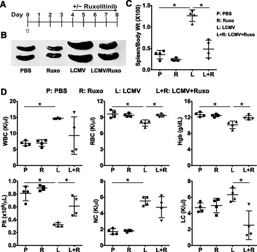 Figure 3. Treatment with ruxolitinib improves laboratory features of HLH in LCMV-infected Prf1−∕− mice. (A) Prf1−∕− mice were infected with 2 × 105 PFU LCMV on day 0 (open/white arrow). Starting on day 4, mice were treated or not with ruxolitinib twice daily by oral gavage. Between days 8 and 10, mice were euthanized and analyses performed. (B) Whole-spleen images from treatment groups. (C) Splenomegaly was quantified by measuring the ratio of spleen to body weight × 100. (D) Blood was analyzed for the number of WBCs, RBCs, Hgb, Plt, NCs, and LCs. Data shown are mean ± SD and are representative of 4 independent experiments. *P < .05.