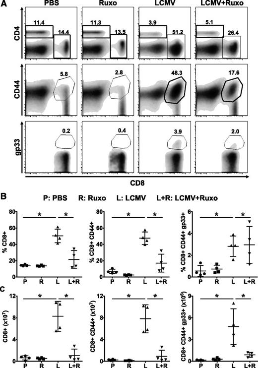 Figure 5. Ruxolitinib reduces the numbers of activated and LCMV-specific CD8+ T cells in LCMV-infected Prf1−∕− mice. Mice treated with PBS, ruxolitinib, LCMV, and LCMV + ruxolitinib (L+R) were euthanized on day 9 postinfection. Splenocytes were stained using anti-CD4, CD8, CD44 antibodies and fluorochrome-conjugated MHC class I tetramer (Dbgp33). (A) Representative flow cytometric plots showing the percentages of CD4+, CD8+, CD8+CD44+ (top and middle panels, gated on live splenocytes) and CD8+gp33+ (bottom panels, gated on CD8+CD44+ cells) cells from a representative mouse in each group. (B) Percentage and (C) absolute number of splenic CD8+, CD8+CD44+, and CD8+CD44+gp33+ cells. Data are shown as mean ± SD and are representative of 4 independent experiments. *P < .05.