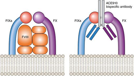 FVIII brings together FIXa and FX, allowing FXa and, ultimately, thrombin generation to proceed. The ACE910 bispecific antibody (against FIXa and FX) achieves the same action in the absence of FVIII. Professional illustration by Patrick Lane, ScEYEnce Studios.