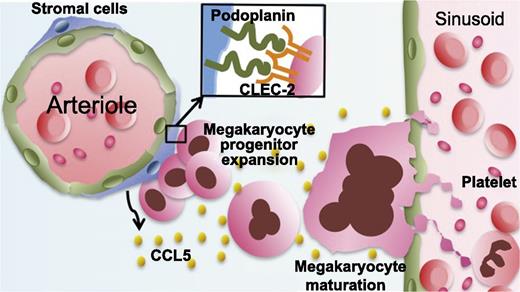 Model showing that megakaryocyte CLEC-2 partners with podoplanin on periarteriolar stromal cells to promote megakaryopoiesis and thrombopoiesis.