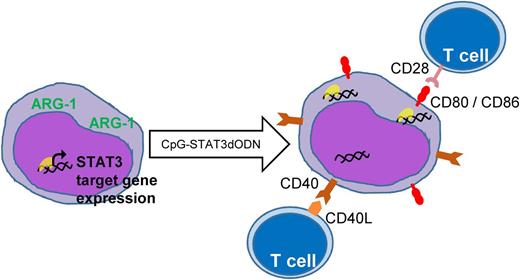 The STAT3dODN sequesters STAT3 transcription factors in the cytoplasm, thereby reducing expression of oncogenic STAT3 target genes. Additionally, treatment with the dODN results in increased expression of costimulatory molecules that recruit T cells and activate an effective anti-AML immune response.