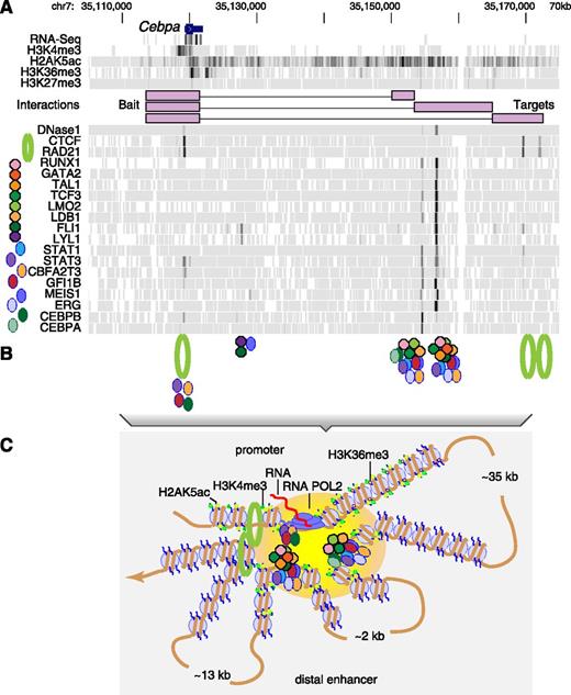 A landscape of diverse regulatory features coupled with chromatin interaction data leads to descriptive models of gene regulation. (A) As illustrated for the Cebpa locus (gene on top line), the strength of signals (proportional to the density of the gray along each track) from sequencing RNA, locations of cleavage by DNase, and chromatin immunoprecipitation of modified histones and transcription factors (named on the left and marked by distinctive icons) reveals where along the locus all these players in gene regulation are located. This panel was generated from data displayed at http://tinyurl.com/E-MTAB-3954. (B) Colocation of the transcription factors indicates the positions of at least 3 categories of protein complexes. Members of an octameric complex (a previously described heptamer2 plus TCF3) are shown as octagons of distinctive colors, members of other complexes are shown as ovals, and the RAD21 component of cohesin plus CTCF are shown as a green circle. (C) Maps of the frequency of chromatin interactions (shown as connections between purple rectangles representing HindIII fragments in the promoter Hi-C experiment in A) show that at least 3 complexes of proteins bound downstream of Cebpa interact with complexes at the promoter. Thus, one can surmise a structure with the promoter and enhancers juxtaposed in a region with transcriptional activity (indicated by the yellow-orange oval), anchored on cohesin complexes, and with intervening DNA in 3 loops of widely differing sizes.