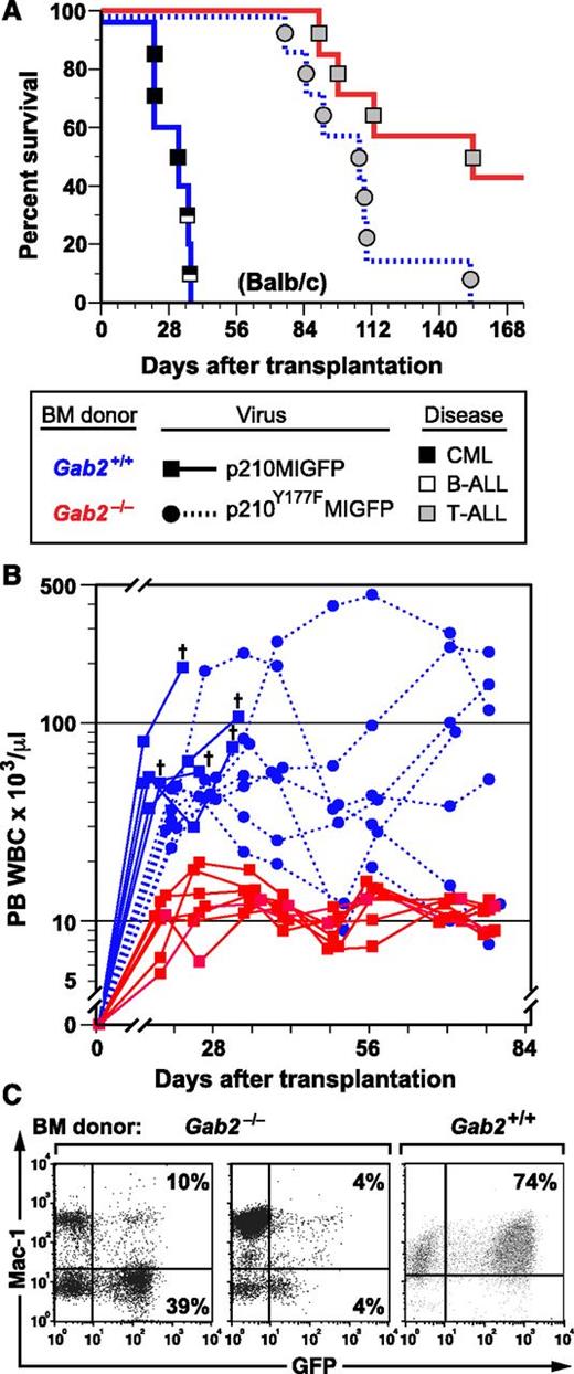 Figure 1. GAB2 is required for induction of CML-like MPN by BCR-ABL1. (A) Kaplan-Meier (K-M) survival curves for recipients of BM from Gab2−/− donors in the Balb/c background (>F9 generation backcross) transduced with p210MIGFP (red line, n = 7) or p210Y177FMIGFP (blue dotted line, n = 7) retrovirus and from wild-type Balb/c donors (blue solid line, n = 5) transduced with p210MIGFP retrovirus. Symbols represent individual mice (squares for recipients of Gab2+/+ BM, circles for recipients of Gab2−/− BM); disease phenotype is indicated by shading (black, CML-like MPN; white, B-ALL; gray, T-ALL). For p210MIGFP-transduced BM, the difference in survival between the Gab2−/− and Gab2+/+ recipient cohorts was significant (P = .0003, Wilcoxon test). There was no significant survival difference between recipients of p210MIGFP-transduced Gab2−/− BM and p210Y177FMIGFP-transduced Gab2+/+ BM (P = .058). (B) Scatter plot of PBL counts in the 3 cohorts from the transplants in A at various times after transplantation. The cross indicates death of a recipient of p210MIGFP-transduced Gab2+/+ BM. Note the attenuated and nonfatal leukocytosis induced in recipients of p210Y177FMIGFP-transduced Gab2+/+ BM. (C) Flow cytometric plot of expression of GFP (x-axis) and the myeloid marker Mac-1 (y-axis) in PBLs from 2 representative recipients of p210MIGFP-transduced BM from Gab2−/− donors (left) and from a recipient of p210MIGFP-transduced Gab2+/+ BM with CML-like MPN (right), obtained 1 month after transplantation.