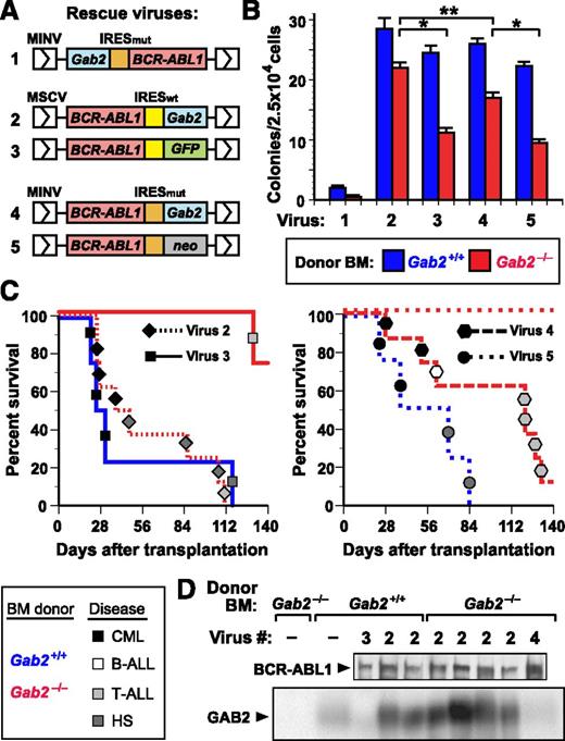 Figure 2. Complementation of Gab2 deficiency by retroviral GAB2 expression. (A) Schematic of retroviral constructs coexpressing BCR-ABL1 and GAB2 or a reporter gene via IRES sequences. A mouse Gab2 cDNA (blue box) was cloned either 5′ or 3′ of a mutant form of the encephalomyocarditis virus IRES (IRESmut, orange box) in the retroviral vector Minnal virus (MINV)33 or 3′ of the wild-type IRES (IRESwt, yellow box) in murine stem cell virus (MSCV)-IRES-GFP (MIGR1)32; the BCR-ABL1 cDNA was placed in the other position. As a control vector, either GFP (for IRESwt) or the neomycin resistance gene (for IRESmut) was cloned in place of Gab2. (B) Coexpression of GAB2 and BCR-ABL1 restores efficient myeloid cell transformation in vitro. BM from the indicated Balb/c donor mice (blue, Gab2+/+; red, Gab2−/−) was transduced with the indicated viral stock from A and plated in methylcellulose without cytokines. The number of cytokine-independent mixed myeloid colonies (CFU-G, -M, -GM, and -GEMM) from Gab2−/− BM was increased by transduction with viruses 2 or 4, relative to viruses 3 or 5 (P < .0001 and P = .0005, respectively, Student t tests), whereas there was no significant difference in the efficiency of transformation of Gab2+/+ BM with viruses 2 to 5. Virus 2 (p210-IRESwt-Gab2) induced significantly more colonies from Gab2−/− BM than virus 4 (p210-IRESmut-Gab2; P = .0082, Student t test), whereas the difference in transformation of Gab2+/+ and Gab2−/− BM by virus 2 was not significant (P = .167, Student t test). In these experiments, the number of cytokine-independent colonies induced in Gab2-deficient BM was somewhat higher than previously reported,16 possibly due to lower retroviral titers or the different genetic background (129;B6) in our earlier study. (C) Rescue of CML-like MPN by coexpression of GAB2 and BCR-ABL1 in BM. K-M curves for recipients of BM from Gab2+/+ (blue lines) or Gab2−/− (red lines) donors, transduced with p210-IRESwt-Gab2 or p210-IRESwt-GFP retroviruses (viruses 2 and 3 from A, respectively; left) or with p210-IRESmut-Gab2 or p210-IRESmut-neo retroviruses (viruses 4 and 5 from A, respectively; right). Symbol nomenclature is as in Figure 1A. Histiocytic sarcoma is a BCR-ABL1–induced disease of monocyte/macrophage proliferation that can be seen in recipients of BCR-ABL1–transduced BM from WT donors that have not been treated with 5-FU.9 (D) Immunoblot of protein extracts from primary MPN cells from the transplants in C probed with anti-ABL1 (upper) and anti-GAB2 (lower) antibodies.