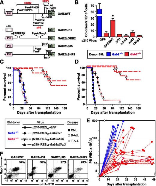 Figure 3. GAB2 structural domains required for induction of CML-like MPN by BCR-ABL1. (A) Scheme showing GAB2 mutants used in this experiment. PH, pleckstrin homology domain; HA, hemagglutinin epitope tag. Binding sites for the GRB2 SH3 domains and SH2 domains of p85 PI3K and SHP2 are indicated. (B) GAB2 mutants fail to rescue myeloid cell transformation in vitro. BM from the indicated donor mice (blue, Gab2+/+; red, Gab2−/−) was transduced with retrovirus coexpressing BCR-ABL1 and the different GAB2 variants depicted in A and plated in methylcellulose without exogenous cytokines. The difference in colony numbers between Gab2−/− BM transduced with p210-IRESwt-Gab2WT virus, compared with all Gab2 mutant viruses, was significant (P ≤ .004, Student t tests). (C) K-M curves of recipients of BM from Gab2+/+ littermates (blue solid line, n = 5) transduced with p210MIGFP retrovirus and of Gab2−/− donors (red lines), transduced with p210-IRESwt-Gab2WT retrovirus (dotted line, n = 9) or the indicated Gab2 mutant retrovirus (dashed lines, n = 8 for each cohort). There was no difference in survival between recipients of p210MIGFP-transduced Gab2+/+ BM and p210-IRESwt-Gab2WT–transduced Gab2−/− BM. All recipients of Gab2 mutant-transduced BM showed prolonged survival (P < .0001, Mantel-Cox tests). (D) Survival curve as in C, except that the transduced BM was lineage depleted prior to transplantation, as described in Methods. (E) Scatter plot of peripheral blood (PB) leukocyte counts in the 4 cohorts from the transplant in D vs time after transplantation. (F) Flow cytometric detection of the retrovirally expressed HA-tagged GAB2 proteins in PBLs from the indicated recipients of transduced Gab2−/− BM. Note the discrete populations of Mac-1+HA+ myeloid cells. Leukocytes from nontransduced Gab2−/− donors had no detectable fluorescein isothiocyanate fluorescence (data not shown). Detection of the HA epitope tag on the GAB2ΔPH protein by intracellular antibody staining was consistently less efficient than for the other GAB2 proteins, despite equivalent protein expression (Figure 5C).