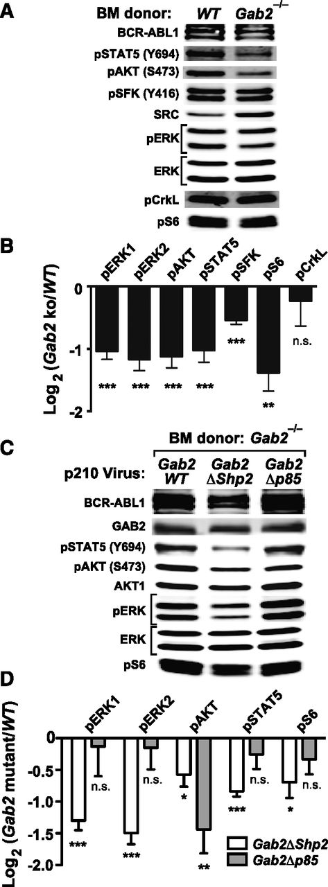 Figure 4. Analysis of signaling events in primary BCR-ABL1–expressing myeloid cells. (A) Representative immunoblot of primary Lin–GFP+ cell extracts from WT or Gab2−/− BM cells transduced with BCR-ABL1 p210MIGFP retrovirus; similar results were obtained in ≥6 independent biological replicates. (B) Statistical analysis of signaling events in A, pooled from ≥6 biological replicates (***P < .001, **P < .01, *P < .05, n.s., not significant; 2-sided Student t tests). (C) Representative immunoblot of primary Lin–GFP+RFP+ cell extracts from Gab2−/− BM cells cotransduced with p210-IRES-RFP and Gab2-IRES-GFP viruses, as indicated. Similar results were obtained in ≥5 biological replicates. (D) Statistical analysis of signaling events pooled from ≥5 biological replicates of the experiment shown in C (***P < .001, **P < .01, *P < .05, n.s., not significant; all vs Gab2WT cotransduced samples; 2-sided Student t tests).