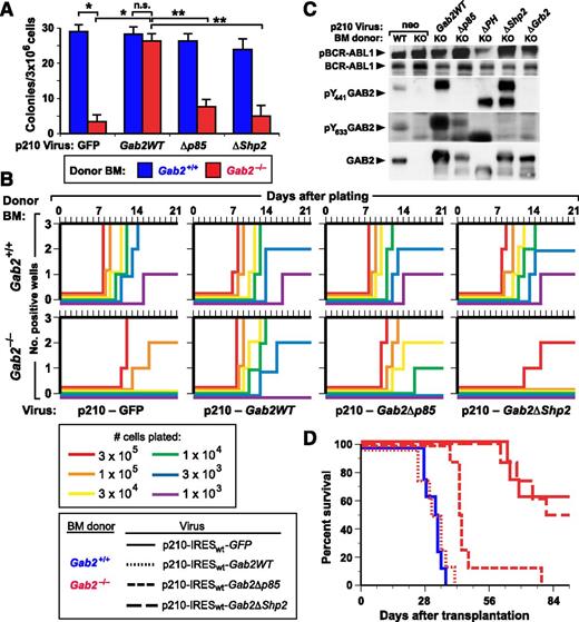 Figure 5. In vitro lymphoid transformation and in vivo leukemogenesis evoked by BCR-ABL1 are dependent on GAB2. (A) Agarose colony assays. BM from the indicated Balb/c donor (blue, Gab2+/+; red, Gab2−/−) mice was transduced with retrovirus coexpressing p210 BCR-ABL1 and either GFP or the indicated GAB2 variant. Transduced cells were plated directly in agarose as described in Methods, and transformed pre-B-lymphoid colonies were counted at day 10. The differences in colony numbers between p210-GFP–transduced Gab2+/+ and Gab2−/− BM and between p210-GFP–transduced and p210-Gab2WT–transduced Gab2−/− BM, were significant (P < .0001 and P = .001, respectively, unpaired Student t tests), whereas there was no difference between p210-GFP–transduced Gab2+/+ and p210-Gab2WT–transduced Gab2−/− BM (P = .224). The difference in colony numbers between Gab2−/− BM transduced with p210-Gab2WT retrovirus and either p210-Gab2Δp85 or p210-Gab2ΔShp2 retrovirus was significant (P = .0004 and P = .0002, respectively, unpaired Student t tests), whereas the difference between Gab2−/− BM transduced with p210-Gab2Δp85 and p210-Gab2ΔShp2 retrovirus did not reach significance (P = .0647, unpaired Student t test). (B) Whitlock-Witte assays. Freshly harvested Balb/c BM from Gab2+/+ (top) and Gab2−/− (bottom) donors was transduced with retrovirus coexpressing p210 BCR-ABL1 and either GFP or the indicated GAB2 variant, and plated in triplicate at the indicated cell numbers per well. Nontransduced cells were added to provide 106 total cells for stromal support. Wells were scored as positive when cell number reached 106 viable nonadherent cells per well, as described in Methods. (C) Extracts from immortalized BCR-ABL1–transformed B-lymphoid cell lines (from Figure 5B) from Gab2+/+ (WT) or Gab2−/− (knockout) donors were analyzed for GAB2 protein expression and phosphorylation, as described in Methods. (D) K-M curves of recipients of BM from Gab2+/+ littermates transduced with p210MIGFP retrovirus (blue solid line, n = 8), and of Gab2−/− donors (red lines) transduced with p210-IRESwt-Gab2WT retrovirus (dotted line, n = 8) or the indicated Gab2 mutant retrovirus (dashed lines, n = 8 for each cohort). All deaths were due to B-ALL. There was no significant difference in survival between recipients of p210MIGFP-transduced Gab2+/+ BM and p210-IRESwt-Gab2WT–transduced Gab2−/− BM (P = .493) or between recipients of p210MIGFP-transduced Gab2−/− BM and p210-IRESwt-Gab2ΔShp2–transduced Gab2−/− BM (P = .734). By contrast, the survival of recipients of p210MIGFP-transduced Gab2+/+ BM and p210MIGFP-transduced Gab2−/− BM, and of recipients p210-IRESwt-Gab2WT–transduced and p210-IRESwt-Gab2Δp85–transduced Gab2−/− BM, was different (P < .0001 and P = .001, respectively, Mantel-Cox tests).