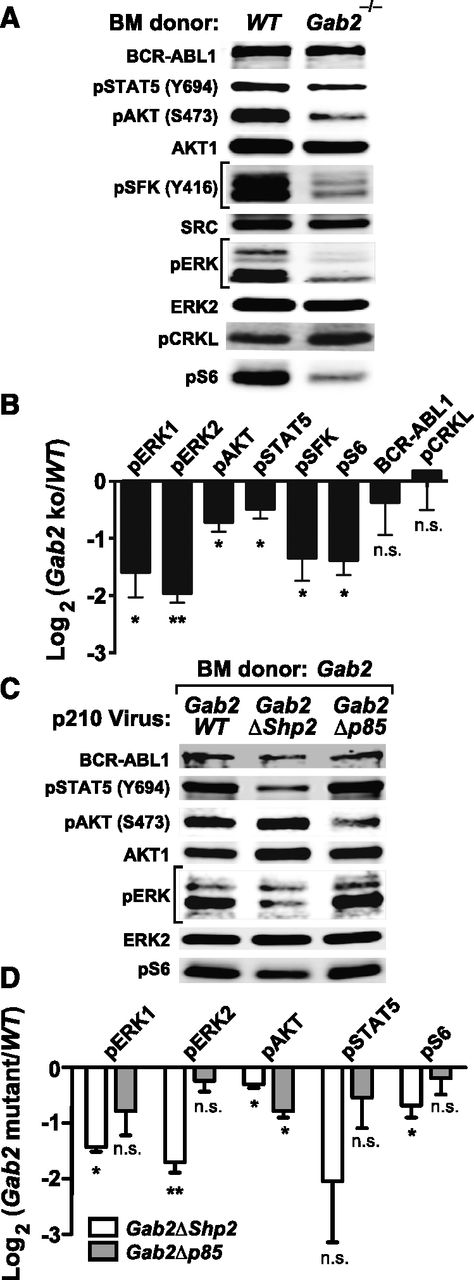 Figure 6. Analysis of signaling events in primary BCR-ABL1–expressing B-lymphoid progenitors. (A) Representative immunoblot of primary CD127+GFP+ cell extracts from Gab2+/+ (WT) or Gab2−/− BM cells transduced with BCR-ABL1 p210MIGFP retrovirus; similar results were obtained in 3 independent biological replicates. (B) Statistical analysis of signaling events pooled from 3 biological replicates of the experiment shown in A (**P < .01, *P < .05; 1-sided Student t tests). (C) Representative immunoblot of primary CD127+GFP+RFP+ cell extracts from Gab2−/− BM cells cotransduced with p210-IRES-RFP and Gab2-IRES-GFP viruses, as indicated. Similar results were obtained in 3 biological replicates. (D) Statistical analysis of signaling events pooled from 3 biological replicates of the experiment shown in C (**P < .01, *P < .05; P = .1 for p-STAT5 between Gab2ΔShp2 and Gab2WT; 1-sided Student t tests).