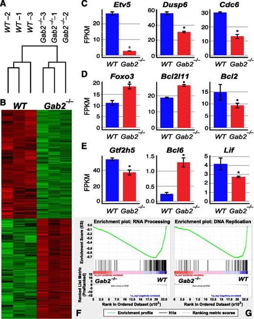 Figure 7. GAB2 deficiency affects transcription of downstream effectors. RNA-seq was performed on BCR-ABL1–transformed WT or Gab2−/− pre-B cells. (A) Unsupervised clustering of samples based on expression of all genes. (B) Heat map showing differential gene expression (supervised analysis) in WT and Gab2−/− cells. (C-E) mRNA levels of typical transcriptional targets downstream of the (C) ERK, (D) AKT, or (E) STAT5 pathway were altered (*FDR < 0.05, CuffDiff). (F-G) gene set enrichment analysis of Gene Ontology term enrichment in Gab2−/− compared with WT cells. Gene sets in biological processes of (F) RNA processing and (G) DNA replication were significantly enriched in downregulated genes in Gab2−/− cells. FDR < 0.01 for both (F) and (G).