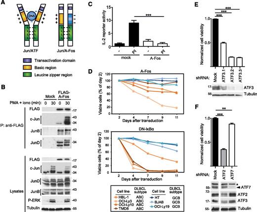 Figure 4. Inhibition of AP-1 complexes impairs the viability of cell lines derived from ABC DLBCL. (A) Schematic representation of the structure of transcriptionally active Jun/ATF and inactive Jun/A-Fos complexes illustrating the dominant-negative function of A-Fos. (B) Jurkat T cells were lentivirally transduced with a FLAG-tagged expression construct for A-Fos or an empty vector (mock) as control. Cells were treated with PMA and ionomycin (PI) for the indicated times. Lysates were immunoprecipitated using anti-FLAG sepharose beads and analyzed by immunoblot with the indicated antibodies. (C) Jurkat T cells were electroporated with an IL-2 firefly luciferase reporter and a renilla luciferase reporter, stimulated with PMA and ionomycin for 14 hours and the relative luciferase activity of the cell lysates was determined. (D) Viability of ABC DLBCL and GCB DLBCL cell lines transduced with constructs coexpressing GFP with FLAG-tagged A-Fos (top panel) or DN-IκBα (bottom panel), assessed by flow cytometry. (E-F) HBL-1 cells were transduced with indicated silencing constructs and cell viability was assessed using a PMS/MTS (phenazine methosulfate/3-(4,5-dimethylthiazol-2-yl)-5-(3-carboxymethoxyphenyl)-2-(4-sulfophenyl)-2H-tetrazolium) assay. Efficiency of protein silencing and equal loading (tubulin) was verified by western blot. *A nonspecific band recognized by anti-ATF7. Three independent shRNAs were used for ATF3. (C,E,F) Bars represent means ± standard deviation (SD); differences were statistically significant with **P < .01, ***P < .001 (unpaired Student t test). Data in panels B-E are representative of at least 2 independent experiments.