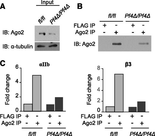 Figure 3. Platelet αIIb and β3 mRNA associates with Ago2. Pooled lysates (5 to 7 mice per group) from Dicer1Pf4Δ/Pf4Δ or Dicer1fl/fl mouse platelets were immunoprecipitated with an antibody against Ago2 or against the isotype control FLAG followed by immunoblotting (IB) for the indicated protein. (A) Total Ago2 protein expression in platelets from Dicer1Pf4Δ/Pf4Δ or Dicer1fl/fl mice. Blot shown is representative of 2 independent experiments. (B) Immunoprecipitated Ago2 protein expression in platelets from Dicer1Pf4Δ/Pf4Δ or Dicer1fl/fl mice. n = 1 platelet pools (pooled from 5 mice per group). (C) Immunoprecipitated RNA was extracted from IP, and αIIb or β3 mRNA association to Ago2 was estimated by quantitative real-time PCR (in duplicates). The results are normalized with Gapdh mRNA to calculate a fold change vs FLAG IP. Results are representative of 2 independent experiments demonstrating enrichment of αIIb or β3 mRNA in Ago2 IP in pools (pooled from 5 to 7 mice per group) of Dicer1fl/fl platelet lysates, and n = 1 platelet pools per group (pooled from 5 mice per group) for the comparison with Dicer1Pf4Δ/Pf4Δ animals.