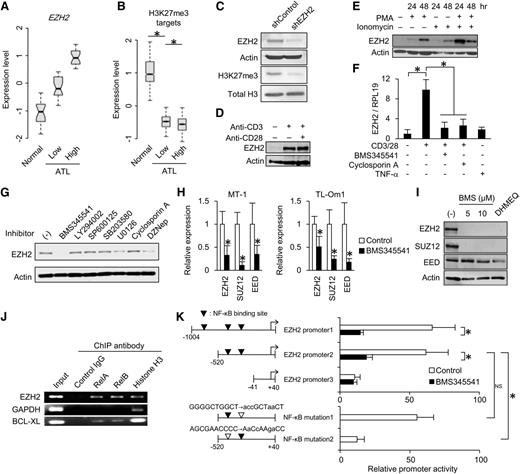 Figure 4. Regulatory mechanism of EZH2 expression. (A-B) Relationship between the levels of EZH2 and epigenetically suppressed gene set. ATL patient samples were divided into 2 groups according to EZH2 level. Box plots show expression levels of EZH2 (A) and H3K27me3 target genes (B) in normal CD4+ T cells (n = 21) and ATL cells (EZH2 low, n = 25; EZH2 high, n = 25) (*P < .001). (C) EZH2 and H3K27me3 levels in TL-Om1 with shcontrol or shEZH2 analyzed by western blotting. (D) EZH2 expression level in CD4+ T cells that were unstimulated, stimulated with anti-CD3 antibody, or stimulated with anti-CD3/CD28 antibodies for 48 hours. (E) EZH2 expression level in CD4+ T cells that were unstimulated or stimulated with polymethacrylate and/or ionomycin for indicated times. (F) EZH2 mRNA level in CD3+ T cells that were unstimulated or stimulated with anti-CD3/CD28 antibodies or tumor necrosis factor-α in the presence or absence of pretreatment (2 hours before stimulation) with NF-κB or NFAT inhibitor (n = 3, mean ± SD, P < .05). (G) EZH2 level in MT-1 cells that were treated with intracellular signaling inhibitor series (10 μM BMS345541, 20 μM LY294002, 20 μM SP600125, 20 μM SB203580, 20 μM U0126, 1 μg/mL cyclosporin A) for 48 hours. DZNep (5 μM) was used as a positive control.49 (H) mRNA levels of PRC2 core components in MT-1 and TL-Om1 cells in the presence or absence of IKKβ inhibitor BMS345541 for 12 hours (n = 3, mean ± SD, P < .05). (I) Western blots showing PRC2 core component levels in primary ATL samples that were treated with BMS345541 (5 or 10 μM) and DHMEQ (10 μg/mL) for 48 hours. (J) PCR-ChIP assay detected RelA and RelB bindings on EZH2 promoter region in TL-Om1 cells. Promoter regions of GAPDH and BCL-XL genes were used as a negative or a positive control, respectively. (K) EZH2-promoter activity in the presence or absence of IKKβ inhibitor BMS345541 for 12 hours analyzed by dual-luciferase reporter assay (n = 4, mean ± SD, P < .05). The role of putative NF-κB binding sites was evaluated by mutant reporters (indicated by open triangles).
