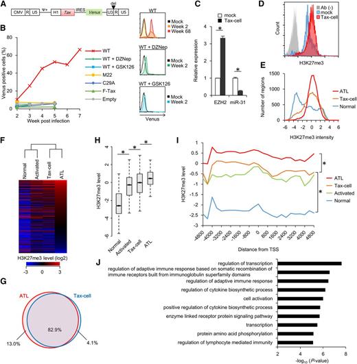 Figure 6. Epigenetic alterations caused by HTLV-1 Tax. (A) Construction of Tax-expressing lentiviral vector. Tax-IRES-Venus expression is controlled by EF1α promoter. (B) Left: graph showing proportion of Venus+ cells in PBMC cultures that were transduced with Tax WT, Tax M22 (NF-κB–deficient), Tax C29A (nuclear localization–deficient), F-Tax (CREB-deficient), or empty lentivirus. DZNep (500 nM) or GSK126 (1 μM) were cotreated for 21 days to inhibit endogenous EZH2. Right: representative flow cytometry showing expansion of Venus+ (Tax-expressing) population by Tax expression, which was inhibited by GSK126 or DZNep treatment. PBMCs from 1 of 4 healthy donors was reproducibly immortalized by Tax expression, which is consistent with a previous report.51 (C) Expression levels of EZH2 and miR-31 in Tax-dependent immortalized cells (Tax-cell, 5 weeks post lentivirus transduction) quantified by quantitative reverse-transcription PCR (n = 3, mean ± SD, P < .05). (D) Representative flow cytometry showing H3K27me3 level in mock (activated PBMCs) and Tax-cell (30 weeks post-transduction). Staining without primary antibody was used as a negative control. (E) Methylation intensity profiling of each probe in ATL cells, normal CD4+ T cells, and Tax-cell. Relative H3K27me3 levels of normalized each probe (P < .05) are shown in histogram. (F) Heat map and hierarchical clustering of H3K27me3 level at regions (P < .05) in ATL cells, Tax-cell, activated CD4+ T cells, and control resting CD4+ T cells. (G) Venn diagram showing overlap between regions with H3K27me3 gain (P < .05) in ATL cells and Tax-cell compared with normal CD4+ T cells. (H) Box pot showing relative H3K27me3 levels at the overlapped 82.9% regions defined in (G) in resting and activated CD4+ T cells, Tax-cell, and ATL cells (*P < 1E−10). (I) Composite H3K27 methylation profiles of 12 050 probes that showed H3K27me3 gain in ATL cells compared with normal CD4+ T cells. (J) P value showing results of gene ontology analysis of genes that were associated with H3K27me3 gain in ATL and Tax-cells defined in (G) and downregulated in acute-type ATL (expression profile FC < −1.5, P < .05) compared with normal CD4+ T cells.