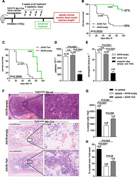 Figure 2. AAV9-Tert treatment rescues the aplastic anemia phenotype in Trf1lox/lox mice. (A) Experimental design. Mice were lethally irradiated and transplanted the following day with Trf1lox/lox Mx1-Cre bone marrow. After engraftment, Cre expression and Trf1 excision was induced by pI:pC injections for 5 weeks. One week later, mice were injected with AAV9-Tert or AAV9-empty particles. (B) Kaplan-Meier survival curves showing that AAV9-Tert treatment significantly rescues mouse survival. (C) Kaplan-Meier survival curves considering only those animals that died of aplastic anemia within 100 days after virus treatment show significant protection of AAV9-Tert treatment from deaths due to aplastic anemia. Platelet counts (D) and hemoglobin levels (E) in mice of the AAV9-Tert-treated and AAV9-empty-treated groups showing clear signs of anemia compared with healthy mice from the same AAV9-Tert-treated and AAV9-empty-treated groups. (F) Representative bone marrow images of healthy controls (no Cre-mediated induction of Trf1 deletion) and of mice with bone marrow aplasia. Genotypes and AAV9 treatments are indicated. Bars represent 500 μm (left) and 20 μm (right); hematoxylin and eosin stain. (G) Quantification of bone marrow cellularity expressed as number of nucleated cells per field. Four to 5 fields per mouse were counted. (H) Quantification of bone marrow cellularity expressed as the percentage of nuclear area (purple stain) to total areas per field. Four to 5 fields per mouse were counted. In all graphs, n indicates number of mice. Data are mean ± SEM. Statistical analysis: log-rank test in panels B and C; 2-sided Student t test in panels D, E, G, and H; P values are shown. n.s., not significant.