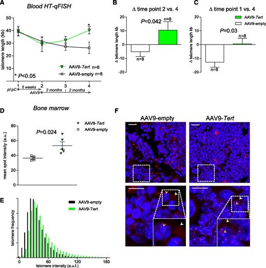 Figure 3. AAV9-Tert treatment causes telomere elongation in blood and bone marrow. (A) Longitudinal HT-Q-FISH analysis of telomere length in peripheral blood monocytes (Trf1lox/lox Mx1-Cre–transplanted mice; see also Figure 2A). Blood was extracted at 4 different time points (time point 1, before pI:pC treatment; time point 2, after 5 weeks of pI:pC treatment and before AAV9 injection; time point 3, 2 months after AAV9 injection; and time point 4, 4 months after AAV9 injection). Relative variation (Δ) of telomere length in AAV9-Tert-treated and AAV9-empty-treated animals between time points 2 and 4 (B) and between time points 1 and 4 (C). (D) Relative telomere length in bone marrow sections from AAV9-Tert-treated and AAV9-empty-treated mice shown as arbitrary units of fluorescence (a.u.f.). Each square and triangle represents the mean telomere length per nucleus of an individual mouse. (E) Frequency distribution blot of telomere length showing a higher abundance of short telomeres in the AAV9-empty-treated group compared with AAV9-Tert-treated mice (pooled data from panel D). (F) Representative images of bone marrow sections from AAV9-Tert-treated and AAV9-empty-treated mice used for Q-FISH analysis. Cell nuclei are stained blue (DAPI) and telomeres are stained red (Cy3). White arrowheads indicate nonspecific extranuclear signals and yellow arrowheads indicate specific telomere signals within DAPI-stained nuclei. Bars represent 20 μm (top) and 10 μm (bottom). In all graphs, n indicates number of mice. Data are mean ± SEM. Statistical analysis: 2-way analysis of variance in panel A; 2-sided Student t test in panels B and C; P values are shown. a.u., arbitrary units.