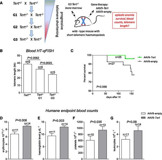 Figure 4. AAV9-Tert treatment improves blood counts in mice with short telomeres resulting from specific Tert deletion in the bone marrow. (A) Experimental design. G3 Tert−/− mice with short telomeres were generated by consecutive crosses of Tert-deficient mice. Bone marrow from these G3 mice was isolated and transplanted into irradiated wild-type mice. After engraftment, mice were injected with AAV9-Tert or AAV9-empty virus particles. (B) HT-Q-FISH analysis of telomere length in PBMCs from wild-type, G1 Tert−/−, and G3 Tert−/− mice reveals progressive telomere shortening with consecutive mouse generations. (C) Kaplan-Meier survival curves show that AAV9-Tert treatment improves survival of mice with very short telomeres in the bone marrow due to Tert deficiency specifically in the bone marrow (irradiated wild-type mice transplanted with G3 Tert−/− bone marrow). AAV9-Tert compared with AAV9-empty treatment improves erythrocyte counts (D), hemoglobin levels (E), platelet counts (F), and leukocyte counts (G). In all graphs, n indicates number of mice. Data are mean ± SEM. Statistical analysis: log-rank test in panel A; 2-sided Student t test in panels B and E-H; P values are shown.