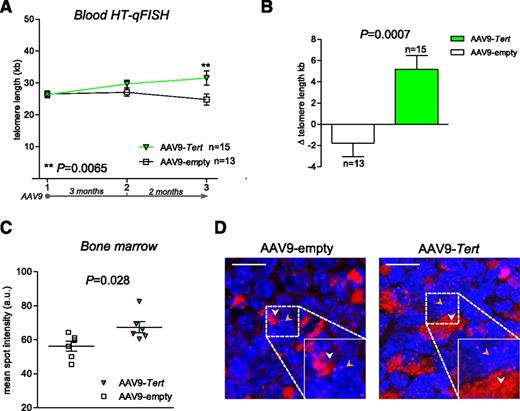 Figure 5. Telomerase gene therapy leads to telomere elongation in peripheral blood and bone marrow cells from mice with specific deletion of Tert in the bone marrow. (A) Longitudinal HT-Q-FISH analysis of telomere length in PBMCs of irradiated wild-type mice transplanted with bone marrow from G3 Tert−/− mice (see also Figure 4A). Blood was extracted at 3 different time points (time point 1, after G3 Tert−/− bone marrow engraftment and before AAV9 injection; time point 2, 3 months after AAV9 injection; and time point 3, 5 months after AAV9 injection). (B) Relative variation (Δ) of telomere length in AAV9-Tert-treated and AAV9-empty-treated animals between time points 1 and 3. (C) Telomere Q-FISH analysis on bone marrow sections from animals transplanted with G3 Tert−/− bone marrow and treated with AAV9-empty or AAV9-Tert for 5 months before euthanasia. Each square or triangle represents the mean telomere length per nucleus (expressed as arbitrary units of fluorescence) of an individual mouse. (D) Representative images of bone marrow sections from AAV9-Tert-treated and AAV9-empty-treated mice used for Q-FISH analysis. Cell nuclei are stained blue (DAPI) and telomeres are stained red (Cy3). White arrowheads indicate nonspecific extranuclear signals and yellow arrowheads indicate specific telomere signals within DAPI-stained nuclei. Bars represent 10 μm. For all experiments, n indicates number of mice. Data are mean ± SEM. Statistical analysis: 2-way analysis of variance in panel A; 2-sided Student t test in panels B and C; P values are shown.