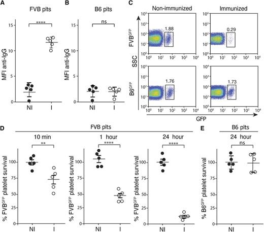Figure 1. MHC-immunized recipients rapidly clear MHC-mismatched platelets. (A-B) Serum from nonimmunized C57BL/6 (H-2b) recipients (NI) or FVB (H-2q)-immunized C57BL/6 recipients (I) was incubated with FVB platelets (A) or C57BL/6 (B6) platelets (B) followed by detection of bound antibody by incubation with anti–immunoglobulin G (IgG) and flow cytometric examination (n = 5). (C) Nonimmunized or FVB-immunized C57BL/6 recipients were transfused with C57BL/6.GFP × FVB (FVBGFP) or C57BL/6.GFP (B6GFP) platelets followed by flow cytometric examination 24 hours later (gate = percentage of total platelets). (D-E) Percentage of FVBGFP (D) or B6GFP (E) platelets remaining, normalized to nonimmunized recipients, as indicated at various time points posttransfusion into nonimmunized (NI) or FVB-immunized (I) C57BL/6 recipients (n = 5). Significance was determined in panels A, B, D, and E by Student t test (**P ≤ .01, ****P ≤ .0001). MFI, mean fluorescence intensity; ns, no significance; plts, platelets; SSC, side scatter.