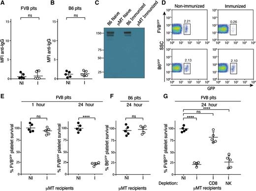 Figure 2. CD8+ T-cell–mediated platelet clearance in immunized B-cell–deficient μMT recipients. (A-B) Serum from nonimmunized μMT (H-2b) recipients (NI) or FVB (H-2q)-immunized (I) μMT recipients was incubated with FVB platelets (A) or C57BL/6 (B6) platelets (B) followed by detection of bound antibody by incubation with anti-IgG and flow cytometric examination (n = 5). (C) Serum from nonimmunized or FVB-immunized μMT or C57BL/6 recipients was separated by gel electrophoresis under nonreducing conditions and analyzed by western blot analysis for immunoglobulin as indicated. (D) Nonimmunized or FVB-immunized μMT recipients were transfused with C57BL/6.GFP × FVB (FVBGFP) or C57BL/6.GFP (B6GFP) platelets followed by flow cytometric examination 24 hours later (n = 5) (gate = percentage of total platelets). (E-F) Percentage of FVBGFP (E) or B6GFP (F) platelets remaining, normalized to nonimmunized recipients as indicated at various time points posttransfusion into nonimmunized (NI) or FVB-immunized (I) μMT recipients (n = 5). (G) Percentage of FVBGFP platelets remaining, normalized to nonimmunized recipients, at 24 hours following transfusion, as indicated into nonimmunized (NI), FVB-immunized (I), CD8+ T-cell (CD8) depleted immunized or NK cell (NK) depleted immunized μMT recipients (n = 4-5). Significance was determined in panels A, B, E, and F by Student t test or by 1-way analysis of variance with the Tukey posttest in panel G (****P ≤ .0001; ns, no significance).
