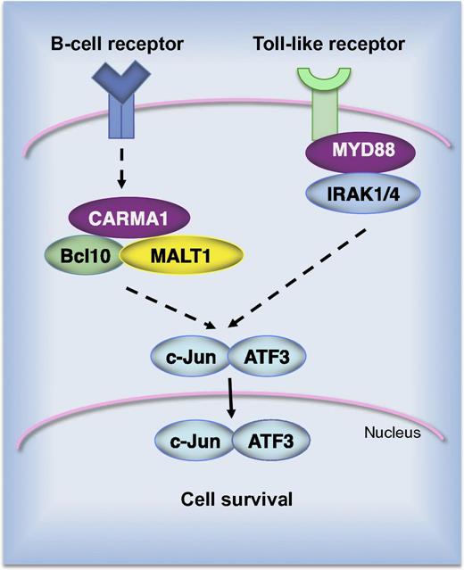 AP-1 complexes of the c-Jun/ATF3 type promote survival of ABC DLBCL cell lines. Constitutive B-cell receptor signaling alone or in combination with activating mutations in Toll-like receptor signaling results in nuclear accumulation of c-Jun/ATF3 complexes. Short hairpin RNA–mediated silencing of signaling molecules, such as CARMA1, MALT1, MyD88, or IRAK1, results in depletion of ATF3 in cells of the ABC subtype.
