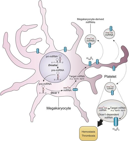 Dicer1-dependent generation of miRNAs modulate mRNA expression and functions of platelets. MicroRNA precursors (pre-miRNA) in the megakaryocyte nucleus are processed by Drosha and are then exported in the cytoplasm, where they undergo further trimming by Dicer1. Upon recognition of their mRNA targets, functional miRNAs trigger mRNA degradation or translational repression. Dicer1-dependent miRNAs modulate mRNA profiles in platelets, such as the mRNAs coding for Itgb3 (β3) and Itgb2 (αIIb). The ablation of Dicer1 in platelets leads to overexpression of αIIbβ3 protein at the platelet surface and heightened platelet reactivity. The modulation of the platelet mRNA repertoire by microRNAs can occur in the megakaryocyte and might potentially also take place in platelets once in the blood circulation or during their storage. pri-miRNA, primary miRNA.