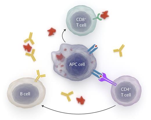 Immune mechanisms in platelet clearance induced by prior transfusion. Alloantibodies against MHC antigens made by B cells can develop in patients after blood transfusion and are associated with decreased survival of transfused platelets. The clearance of platelet-alloantibody complexes by the reticular endothelial system has long thought to be disease causative in patients refractory to platelet transfusion. CD4+ T cells interact with donor MHC molecules on APCs, and once activated, provide help to B cells to drive the production of alloantibodies. In the accompanying study, removing B cells (and correspondingly anti-MHC alloantibodies) had little effect on the poor long-term platelet survival in alloimmunized mice. However, the depletion of CD8+ T cells significantly improved the survival of transfused platelets. Platelets are depicted in red; (allo) antibodies in yellow; MHC antigen on APC in blue; CD4 T-cell receptor in purple, and CD8 T-cell receptor in green. These findings support a direct role for T cells in platelet clearance induced by prior blood transfusion. Professional illustration by Somersault18:24.