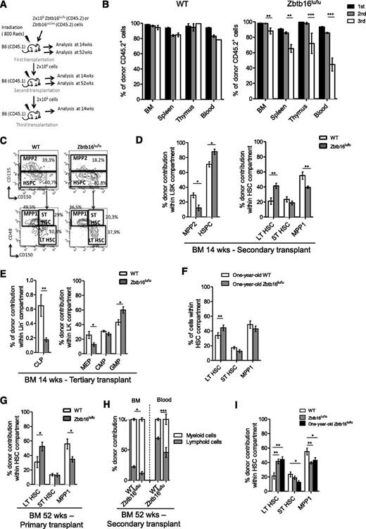 Figure 1. Zbt16lu/lu HSCs present defects associated with aged HSCs. (A) Serial transplantation assay. Donor BM CD45.2 Zbtb16lu/lu or WT cells were injected into lethally irradiated CD45.1 recipient mice and were serially transplanted. Analyses were performed at 14 weeks or at 52 weeks after transplant. (B) Analysis of CD45.2+ donor cells in BM, spleen, thymus, and blood 14 weeks after each transplant. Representative fluorescence-activated cell sorting analyses (C) and quantitative and statistical analyses (D) of long-term reconstitution in LSK and stem cell compartments 14 weeks after secondary transplant. (E) Quantitative analysis of long-term reconstitution in progenitor cell compartment 14 weeks after tertiary transplant. (F) Quantitative analysis of the HSC compartment in 1-year-old Zbtb16lu/lu and WT mice. Bars represent mean ± SEM (n = 5). (G-H) Analysis of hematopoietic compartments 1 year after primary and secondary transplants. (G) Percentage of LT-HSC, ST-HSC, and MPP1 fractions among CD45.2+ HSCs 1 year after primary transplant. (H) Distribution of CD45.2+ myeloid and CD45.2+ B cells in BM and peripheral blood 1 year after secondary transplant. For 14-week post-reconstitution bar graphs, data represent mean ± SEM. Data are based on 2 (primary, secondary, and tertiary transplants) experimental repeats, with 6 recipient mice per group (n = 12). *P < .05; **P < .01; ***P < .001. For 52-week post-reconstitution bar graphs, data are represented as mean ± SEM (n = 6). *P < .05; **P < .01. (I) Competitive reconstitution analysis. Donor CD45.2 young Zbtb16lu/lu or WT aged BM cells were transplanted with an equal number of CD45.1/2 competitor WT BM cells into lethally irradiated CD45.1 recipients. Quantitative and statistical analyses of long-term reconstitution in stem cell compartments 21 weeks after transplant. Bars represent mean ± SEM (n = 6). CLP, common lymphoid progenitor; CMP, common myeloid progenitor; LT, long-term; MEP, megakaryocyte-erythroid progenitor cells; MPP, multipotent progenitor; SEM, standard error of the mean; ST, short-term; wks, weeks.