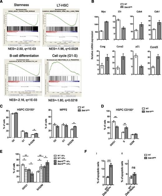 Figure 2. Zbtb16lu/lu HSCs shows cell cycle deregulation. HSCs from Zbtb16lu/lu and WT mice were subjected to gene expression analysis. (A) Gene set enrichment analysis of Zbtb16lu/lu LSKs compared with WT LSKs. (B) Quantitative polymerase chain reaction analysis of cell cycle–related gene expression in Zbtb16lu/lu and WT LT-HSCs sorted from young mice. Results are presented as relative to messenger RNA (mRNA) expression level. (C) Distribution of the CD150+ HSPC (left) and MPP2 cell fractions in G0, G1, and S-G2/M phases. Bars represent average ± SEM. Data were collected over 3 independent experiments (n = 7). (D) Distribution of Zbtb16lu/lu and WT CD150+ HSPCs in G1, S, and G2/M phases after BrdU injection. Bars represent average ± SEM. Data were collected over 2 independent experiments (n = 7). (E) Cell cycle analysis of Zbtb16lu/lu and WT CD150+ HSPCs 6 days after myelosupression obtained by a single dose of 5-fluorouracil (5Fu; 150 mg/kg) (n = 5). Bars represent average ± SEM. Data were collected over 2 independent experiments (n = 5). (F) Analysis of apoptosis in Zbtb16lu/lu and WT CD150+ HSPCs from 8- to 10-week-old mice (i) and from transplanted mice with 8- to 10-week-old BM (ii). Bars represent mean ± SEM (n = 5). *P < .05; **P < .01; ***P < .01. ns, not significant.