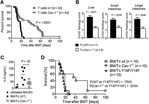 Figure 2. Mice receiving Cav-1−/− T cells show prolonged survival. (A) Recipients were transplanted with 5 × 106 BM cells and 3 × 105 T cells (Cav-1+/+ or Cav-1−/−) each. Survival was monitored for 100 days. The experiment was repeated 4 times (n = 34 per group). (B) On day 7 after allo-HCT, GVHD target organs such as the liver (left), small intestine (middle), and large intestine (right) were isolated. A histopathological scoring was performed by an experienced pathologist who was single-blinded (pooled from 2 experiments, n = 7 or 8 as indicated). (C) On days 7 to 10 after allo-HCT, recipient mice were analyzed for IL-6 serum levels (pooled from 2 experiments, n = 3 or 6 as indicated, and each data point represents a mouse). (D) BALB/c WT recipients treated as in (A) were subsequently transplanted with 5 × 106 BM cells and 3 × 105 T cells from either Y14F/Y14F transgenic, C57BL/6 WT, or Cav-1−/− mice. Survival was monitored for 100 days. (Y14F/Y14F vs WT, P = .7643; Y14F/Y14F vs Cav-1−/−, P = .0234; pooled from 2 experiments, n = 10). Tc, T cells.