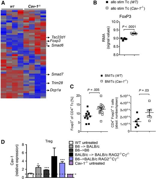 Figure 3. Significant increase in transcription frequency and intracellular protein expression of FoxP3 after allo-BMT using Cav-1−/− T cells. (A) BALB/c BM-derived DCs were irradiated with 40 Gy and cocultured with isolated WT or Cav-1−/− T cells (n = 4 per group). After 2 days of coculture, cells were harvested and applied to CD11c depletion. The CD11c− T-cell fraction was then further analyzed for differentially transcribed genes by microarray analysis. The RMA was calculated (mean ± SEM). (B) The RMA values for FoxP3 are selectively displayed (n = 4 per group). (C) BALB/c recipient mice were irradiated with a total of 9 Gy and subsequently transplanted with 5 × 106 BM plus 3 × 105 WT or Cav-1−/− T cells. Recipients were euthanized 7 days post–allo-BMT and analyzed by flow cytometry, using specific staining against CD4 and FoxP3. Relative Treg proportions of all CD4+ T cells in the spleen are shown (mean ± SEM; Cav-1+/+, n = 12 and Cav-1−/−, n = 14) (left). Absolute Treg numbers in the spleen are displayed (mean ± SEM; Cav-1+/+, n = 6 and Cav-1−/−, n = 6) (right). (D) Cav-1 expression in Treg cells was analyzed at day 7 after BMT. Teffs were obtained from sort-purified naive CD4+CD25−CD127+CD45RA+ T cells that have been stimulated with anti–CD3-loaded KT64/86 and expanded 7 to 8 days in vitro. The MFI was normalized to the value obtained for Treg cells derived from untreated WT mice. The dotted line indicates the background MFI for Cav-1 that is detected in Cav-1−/− Treg cells. RMA, robust multi-array average; stim, stimulated. *P < .05; ***P < .001.