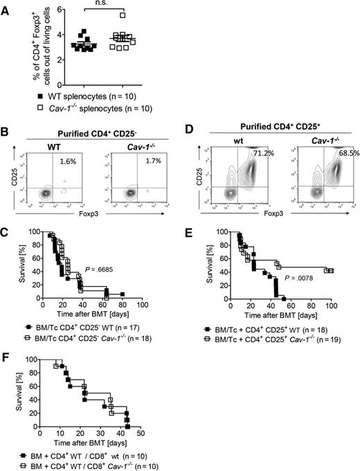 Figure 4. The presence of Tregs in the graft is crucial for the improved survival of mice receiving Cav-1−/− T cells. (A) Splenocytes isolated from untreated WT and Cav-1−/− mice were stained for CD4 and Foxp3, and analyzed by flow cytometry (mean ± SEM; WT, n = 10 and CAV-1−/−, n = 10; pooled from 2 experiments). (B) CD4+CD25− were isolated from C57BL/6 WT or Cav-1−/− donor splenocytes. The purity of CD4+CD25− fraction is shown (1 of 4 comparable results). (C) Irradiated BALB/c recipient mice received 5 × 106 BM cells isolated from C57BL/6 WT mice and 2 days later received 3 × 105 CD4+CD25− conventional T cells from either WT or Cav-1−/− mice. Survival was monitored for 100 days. Data were pooled from 2 independent experiments (WT control group, n = 17 and Cav-1−/− group, n = 18). (D) Donor cells were purified as in (B) and the enrichment of the CD4+CD25+ fraction is shown (1 of 4 comparable results). (E) Irradiated BALB/c recipient mice were transplanted with 5 × 106 BM cells isolated from C57BL/6 WT mice plus 3 × 105 CD4+ CD25+ Tregs from either WT C57BL/6 or Cav-1−/− mice. Two days later, recipients received 3 × 105 CD4+ and CD8+ T cells from C57BL/6 mice. Survival was monitored for 100 days. Data were pooled from 2 independent experiments (P = .0078; WT control group, n = 18 and Cav-1−/− group, n = 19). (F) Irradiated BALB/c recipient mice were transplanted with 5 × 106 BM cells isolated from C57BL/6 WT mice. In addition, 2 × 105 CD4+ WT cells and 1 × 105 CD8+ T cells from either WT or Cav-1−/− mice (C57BL/6) were also injected. The experiment was performed once (n = 10 per group). n.s., not significant.