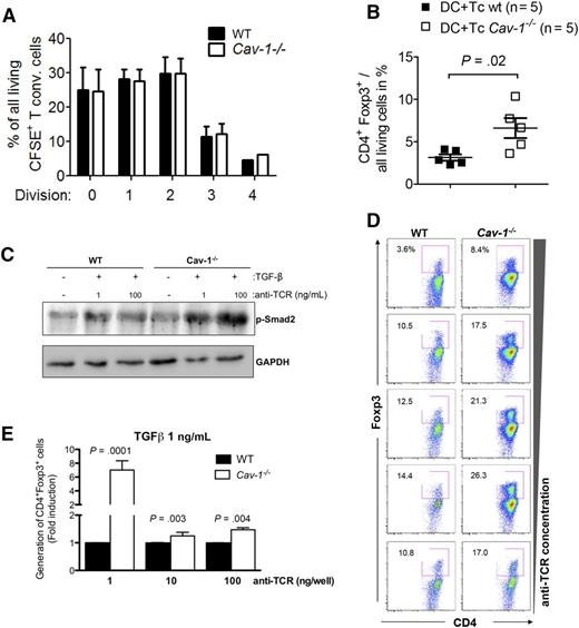 Figure 5. Increased potential of Cav-1−/− T cells to develop into Tregs. (A) 1 × 105 Treg (CD4+CD25+) were cocultured with 1 × 105 carboxyfluorescein diacetate succinimidyl ester-labeled conventional T cells (CD4+CD25−) stimulated with CD3/CD28 beads for 48 hours. T-cell proliferation was assayed by flow cytometry (mean ± SEM, pooled from 5 experiments). (B) BMDCs from BALB/c mice were cocultured with C57BL/6 WT or Cav-1−/− T cells at a 1:2 ratio (2.5 × 106 DC + 5 × 106 T cells) and the level of Foxp3 expression was analyzed by flow cytometry. Data are pooled from 5 independent repetitions (mean ± SEM, n = 5). (C) Purified CD4+ T cells were stimulated with 1 μg/mL (low) or 10 μg/mL (high) anti-TCR (145-2C11) antibody for 5 minutes in the presence of 1 μg/mL TGF-β for 30 minutes. After cell lysis, proteins were separated by sodium dodecyl sulfate-polyacrylamide gel electrophoresis and examined by WB for anti–phospho-Smad2 (p-Smad2) and anti-GAPDH (1 of 3 comparable experiments is shown). (D) Purified CD4+CD25− T cells were incubated for 72 hours in the presence of increasing amounts of plate-bound anti-CD3 antibodies under Treg-generating conditions (IL-2 and blocking antibodies against IL-4 and interferon-γ). Cells were harvested and stained with cell viability dye and antibodies against CD4, CD25, and Foxp3 (1 of 3 comparable experiments is shown). (E) Cells were treated as in (D) with the addition of exogenous TGF-β (1 ng/mL). The pooled results of at least 3 independently performed experiments are shown. GAPDH, glyceraldehyde-3-phosphate dehydrogenase. BMDC, bone marrow derived dendritic cells; CSFE, carboxyfluorescein diacetate succinimidyl ester; WB, western blot.