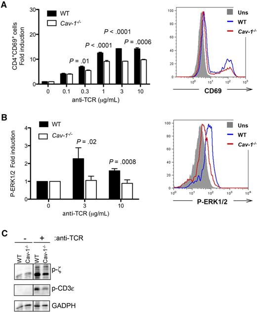 Figure 6. Deficient TCR triggering in CD4+ cells lacking Cav-1. (A) Purified conventional CD4+ T cells were incubated for 16 hours in the presence of the indicated amounts of plate-bound anti-TCR (145-2C11) antibodies. Cells were harvested, stained with antibodies against CD4 and CD69, and analyzed by flow cytometry. Results are representative of 4 independently performed experiments. (B) Purified conventional CD4+ T cells were stimulated with the indicated amounts of anti-TCR antibodies for 5 minutes. Cells were fixed, intracellularly stained with an antibody against phospho-ERK1/2, and analyzed by flow cytometry. Two independently performed experiments are shown pooled in the left panel. (C) Purified CD4+ T cells were stimulated with 3 μg/mL anti-TCR (145-2C11) antibody for 5 minutes. After cell lysis, proteins were separated by sodium dodecyl sulfate-polyacrylamide gel electrophoresis and examined by WB for anti–phospho-ζ (Y-142), anti–phospho-ε, and anti-GAPDH (1 of 3 comparable experiments is shown). P-ERK, phospho-extracellular signal-regulated kinase.