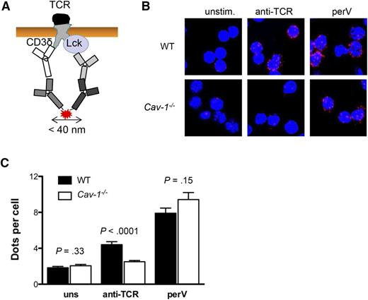 Figure 7. Cav-1 is required for optimal clustering of Lck and the TCR upon activation. (A) Scheme of the PLA between Lck and the TCR. Proximity between Lck and CD3δ results in red fluorescent signals. (B) Purified conventional CD4+ T cells were either unstimulated, stimulated with 10 μg/mL anti-TCR antibody (145-2C11), or 1 mM pervanadate at 37°C for 5 minutes. PLA between the TCR (CD3δ) and Lck was performed. Representative pictures of an experiment of 3 independently performed repetitions are shown. (C) Quantification of the experiment shown in (B). Mean ± SEM was plotted (n = 3 per group). perV, pervanadate; uns, unstimulated.