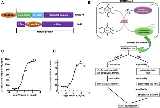 Figure 2. Cell-based carboxylation activity assay with 2 reporter proteins. (A) Domain structure of the reporter proteins. Catalytic domain, region containing the serine protease catalytic triad; Gla domain, residues 1 through 46 of human factor IX containing 12 Gla residues; Kringles, regions of internal sequence homology; propeptide, residue −18 to −1 of human prothrombin. Arrow indicates the site that is proteolytically cleaved for protein maturation. MGP retains its propeptide within the mature protein and has Gla residues scattered around the propeptide. (B) Schematic diagram of reporter-protein carboxylation, secretion from HEK293 cells, and detected by sandwich-based ELISA. (C) FIXgla-ProT carboxylation in HEK293 cells in response to increasing concentrations of vitamin K1. (D) MGP carboxylation in HEK293 cells in response to increasing concentrations of vitamin K1.