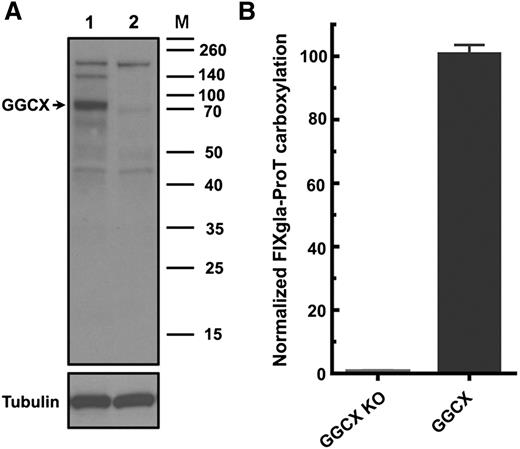 Figure 4. Characterization of the GGCX knockout reporter cells. (A) Immunoblotting of wild-type (lane 1) and GGCX knockout (lane 2) HEK293 cells. Endogenous GGCX band is indicated by the arrow. (B) Carboxylation activity of GGCX-knockout cells (GGCX-KO) and the cells transfected with wild-type GGCX.
