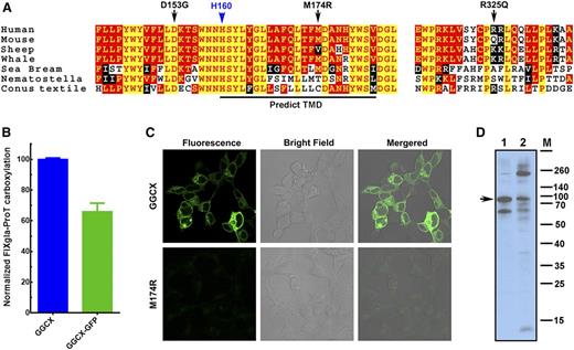 Figure 6. M174R mutation disrupts GGCX structure and folding. (A) GGCX conservation. Multiple-sequence alignment of GGCX near the identified mutations in 7 species. The amino acid sequences were aligned by CLUSTALW. Black arrows, GGCX mutations identified in the patient; blue arrow, the active site glutamate deprotonation residue H160; red with yellow background, completely conserved residues; yellow with red background, identical residues; white with black background, similar residues; black with white background, different residues. (B) Cell-based carboxylation activity of GGCX and GGCX-GFP fusion protein. (C) Fluorescence confocal microscopy image of GGCX-GFP (top) and GGCXM174R-GFP fusions (bottom). (D) Immunoblotting of GGCX (lane 1) and the GGCXM174R (lane 2). Full-length GGCX band is indicated by the arrow.