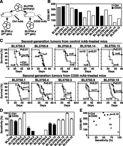Figure 3. Second-generation lymphoma sensitivity to CD20 mAb. (A) Method for isolating second-generation BL3750 lymphomas from mice given primary cells. (B) CD20 expression by second-generation lymphomas with control mAb values subtracted. The gray bar indicates primary BL3750 cells; black bars indicate second-generation lymphomas from CD20 mAb-treated mice; white bars indicate second-generation lymphomas from control mAb-treated mice. (C) Second-generation lymphoma resistance to CD20 mAb is not driven by CD20 mAb selection in vivo. Mice were given second-generation lymphoma cells isolated from mice previously treated with either control (top panels) or CD20 (bottom panels) mAb’s as indicated. One day later, littermates were given either CD20 (closed circles) or control (open circles) mAb. Survival plots represent pooled results for 2 to 3 independent experiments (n = 5-15 mice per group) with significant differences between groups indicated. (D) Secondary lymphoma sensitivity to CD20 mAb as in Figure 2, with prior control or CD20 mAb exposure indicated. Significant differences between sample means are indicated. **P ≤ .01. (E) Second-generation lymphoma survival does not correlate with CD20 expression. Scatter plot comparing the percent sensitivity of secondary lymphoma cells with immunotherapy vs CD20 MFIs.
