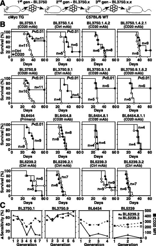 Figure 4. CD20 immunotherapy does not select for treatment-resistant lymphomas. (A) Method for isolating and naming representative BL3750 lymphoma family members. Primary lymphoma cells were transferred into mice that were then given either CD20 (closed circles) or control (open circles) mAb as in Figures 2 and 3. Second-generation lymphomas were subsequently collected and adoptively transferred as in Figure 3. This process was repeated for subsequent generations. (B) Representative changes in BL3750, BL6454, and BL5239 lymphoma family member sensitivities to CD20 immunotherapy during progressive in vivo passages. Whether the transferred lymphomas were primary lymphomas or were isolated from mice treated with either control or CD20 mAb is indicated. Survival plots represent pooled results for 2 to 3 independent experiments (n = 4-11 total mice per group). Significant cumulative survival differences between groups are indicated. (C) CD20 immunotherapy during progressive in vivo passages does not select for CD20-deficient lymphomas. Line graphs compare the sensitivity of representative lymphoma cells with CD20 immunotherapy (closed triangles) vs their CD20 expression levels (closed squares) over 3 to 7 generations for the lymphoma families shown in panel B.