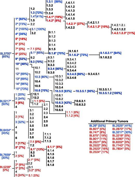 Figure 5. Cumulative family tree for spontaneous primary lymphomas. Lymphoma families were evaluated over multiple generations for their sensitivity to CD20 mAb as in Figure 4. Lymphomas isolated from either CD20 mAb-treated mice (bold text) or control mAb-treated mice (plain text) were either resistant (red) or sensitive (blue) to CD20 immunotherapy. Bracketed numbers indicate lymphoma sensitivity to CD20 immunotherapy. A total of 167 lymphomas have been isolated, including the following: primary (n = 22), secondary (n = 34), tertiary (n = 45), quaternary (n = 38), quinary (n = 18), senary (n = 7), and septenary (n = 3) generations within families. Asterisks indicate specific lymphomas analyzed as in Figures 1-6 (n = 53).