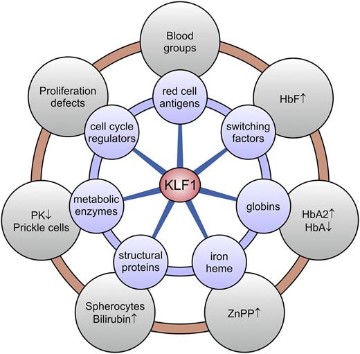 Figure 1. KLF1 target genes and associated clinical phenotypes. KLF1 is a master regulator of ∼700 genes in human erythroid cells involved in a wide variety of molecular processes (blue circles). Deregulated expression of a subset or all of these genes, depending on the KLF1 variant, leads to a diverse array of erythroid phenotypes (gray circles). HbA, adult hemoglobin (α2β2); HbA2, adult hemoglobin 2 (α2δ2); PK, pyruvate kinase; ZnPP, zinc protoporphyrin.